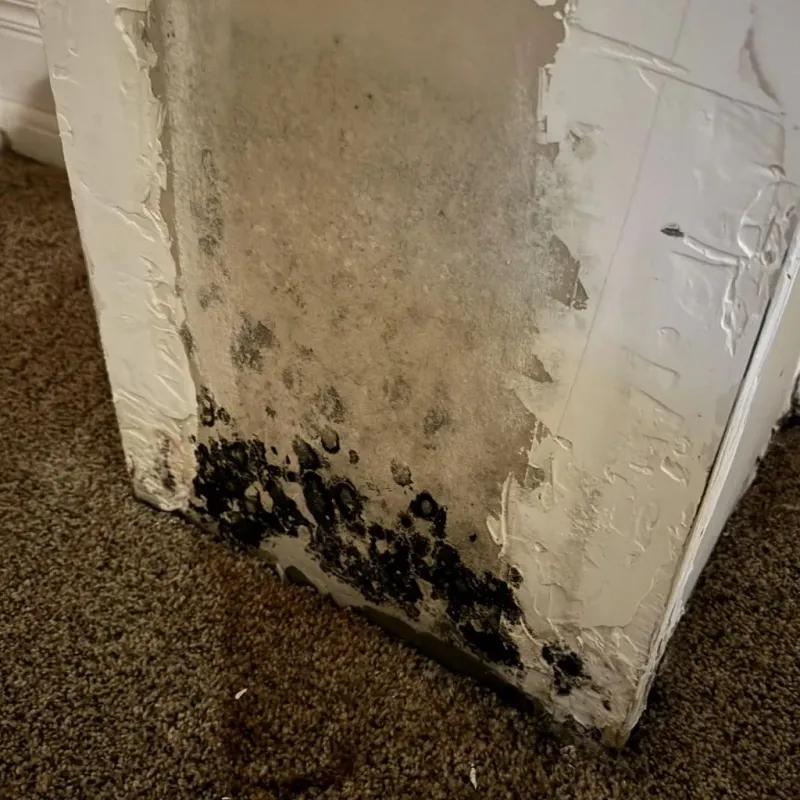 Professional Mold Removal in Moodus, CT